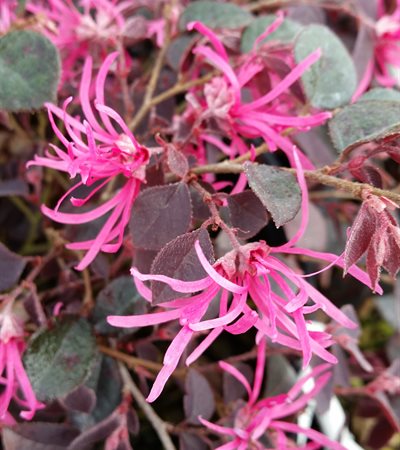 Fringe-Flower Crimson Fire™
